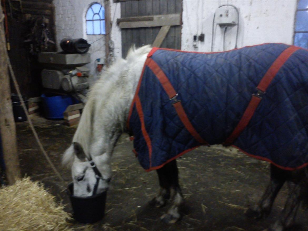 Anden særlig race Elvis(pelsdyret)(slogt):'( - hygge i efter en god ride tur  billede 5