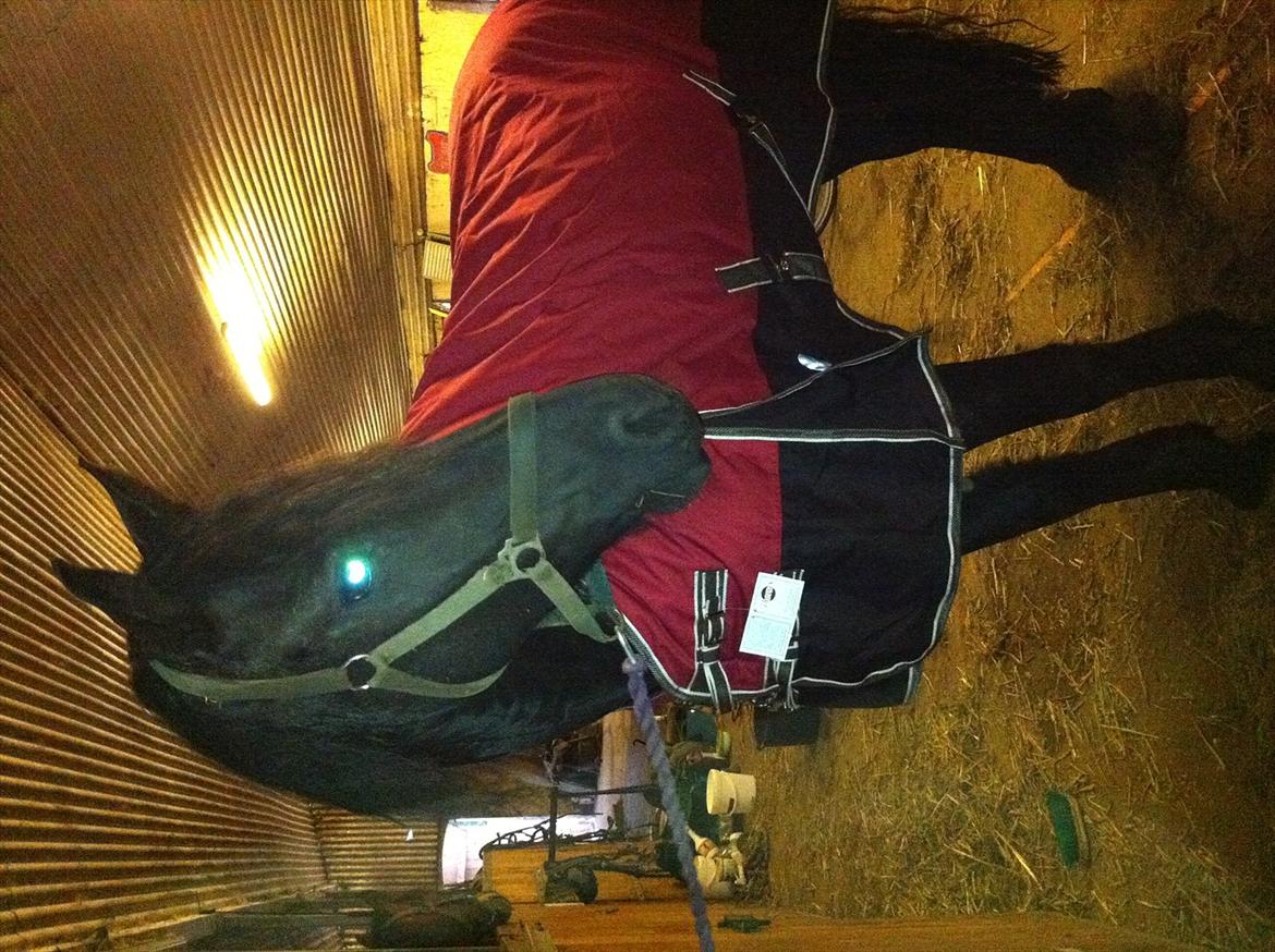 Frieser Picasso (puk foure) billede 16