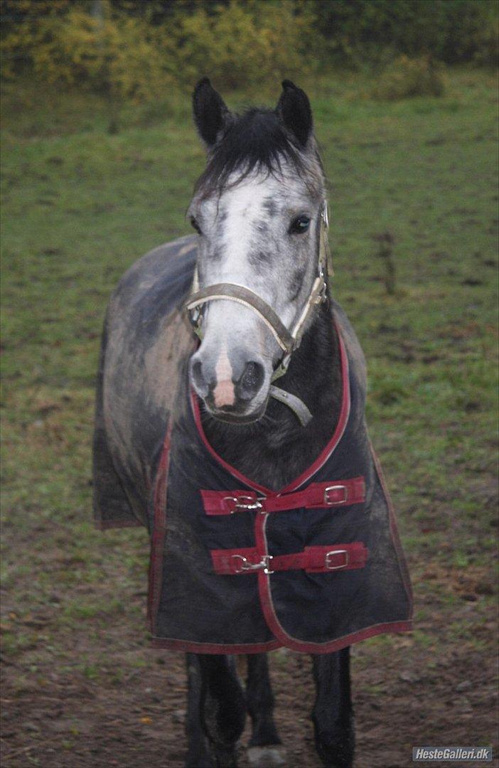 Anden særlig race sa tikki<3 Solgt & savnet - min lille prinssese<3 jeg elsker dig virkelig!<3 Dagen efter jeg fik hende <3 billede 12