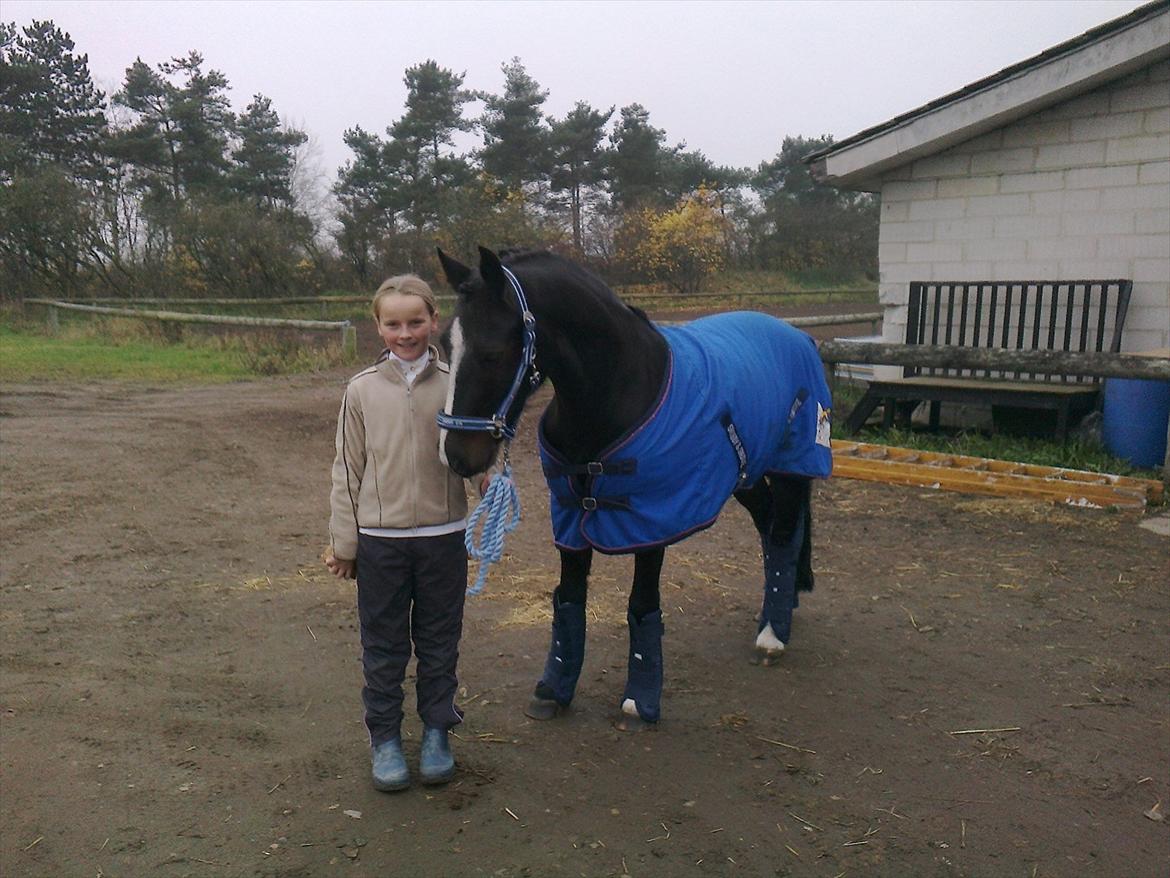 Welsh Pony af Cob-type (sec C) Gribsvads Leading Bruni - På vej til vores første stævne :o) billede 2