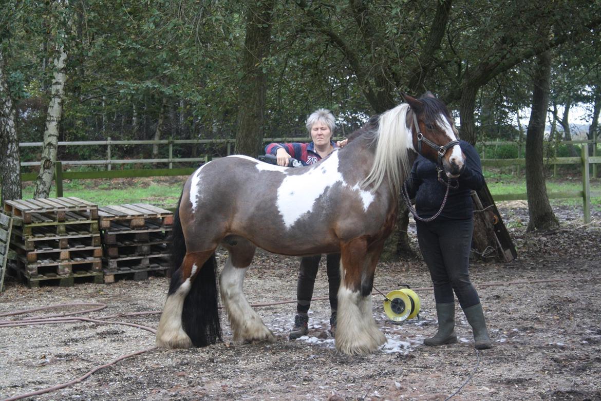 Irish Cob caramella - Caramella er bare så dygtig til at stå stille under klipningen september 2011 billede 20