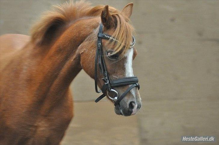 Anden særlig race Alice in Wonderland billede 1