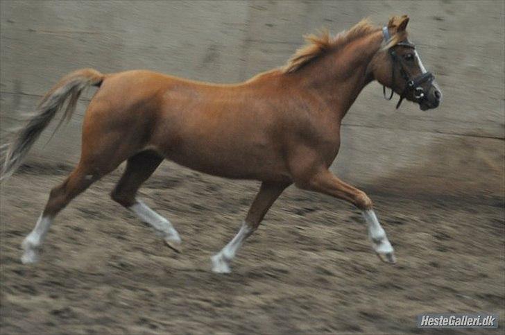 Anden særlig race Alice in Wonderland billede 5