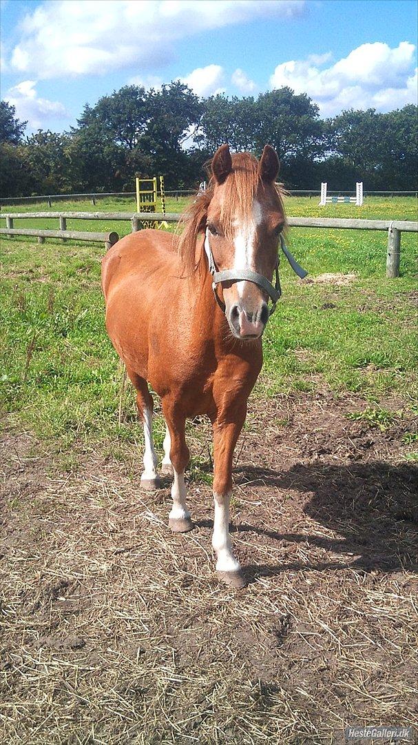 Anden særlig race Alice in Wonderland billede 8