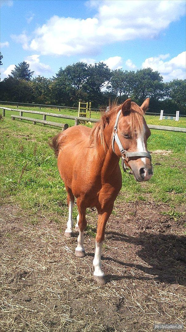 Anden særlig race Alice in Wonderland billede 9