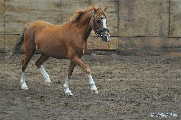 Anden særlig race Alice in Wonderland billede 4