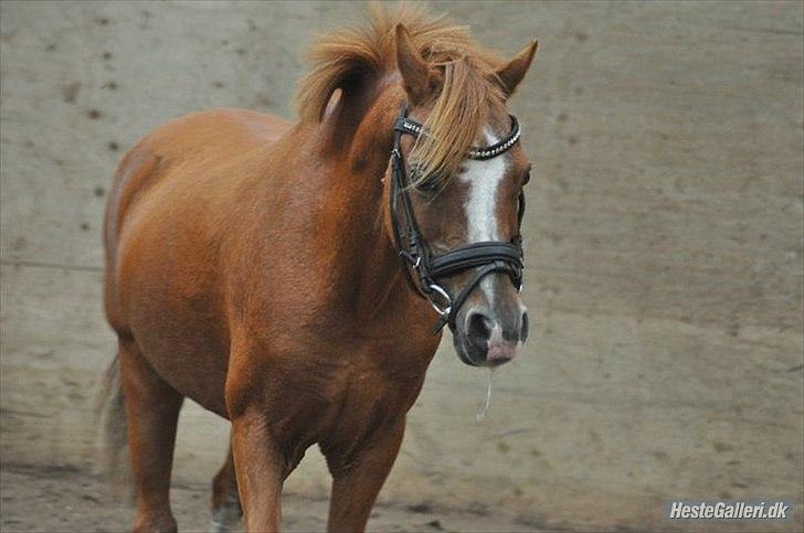 Anden særlig race Alice in Wonderland billede 2