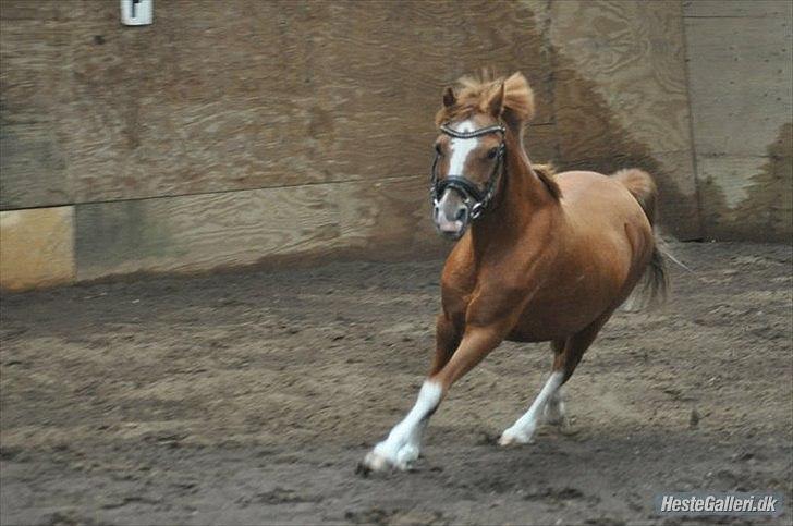 Anden særlig race Alice in Wonderland billede 6