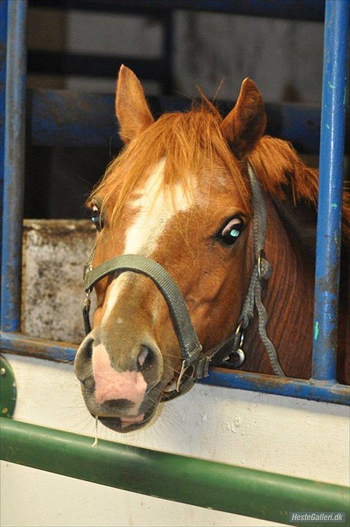 Anden særlig race Alice in Wonderland billede 11
