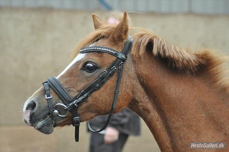 Anden særlig race Alice in Wonderland billede 3