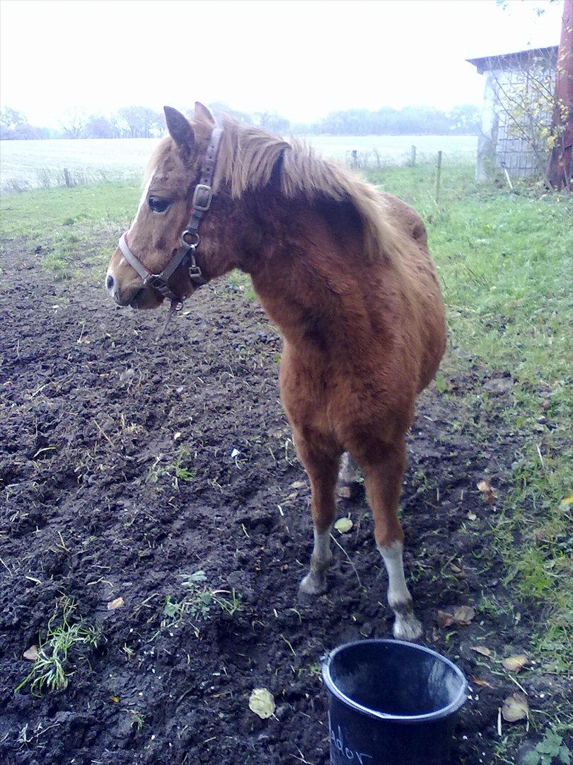 Anden særlig race Alice in Wonderland billede 12