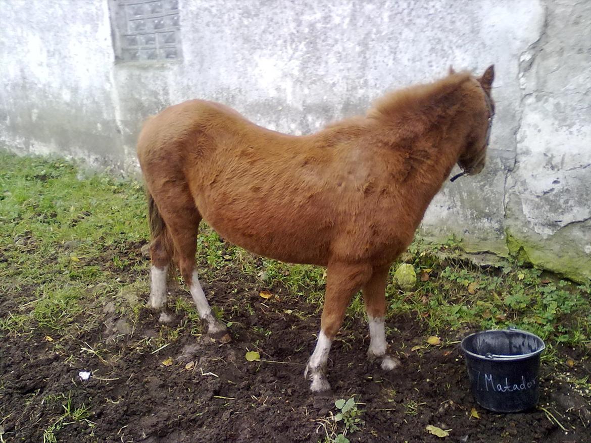 Anden særlig race Alice in Wonderland billede 13