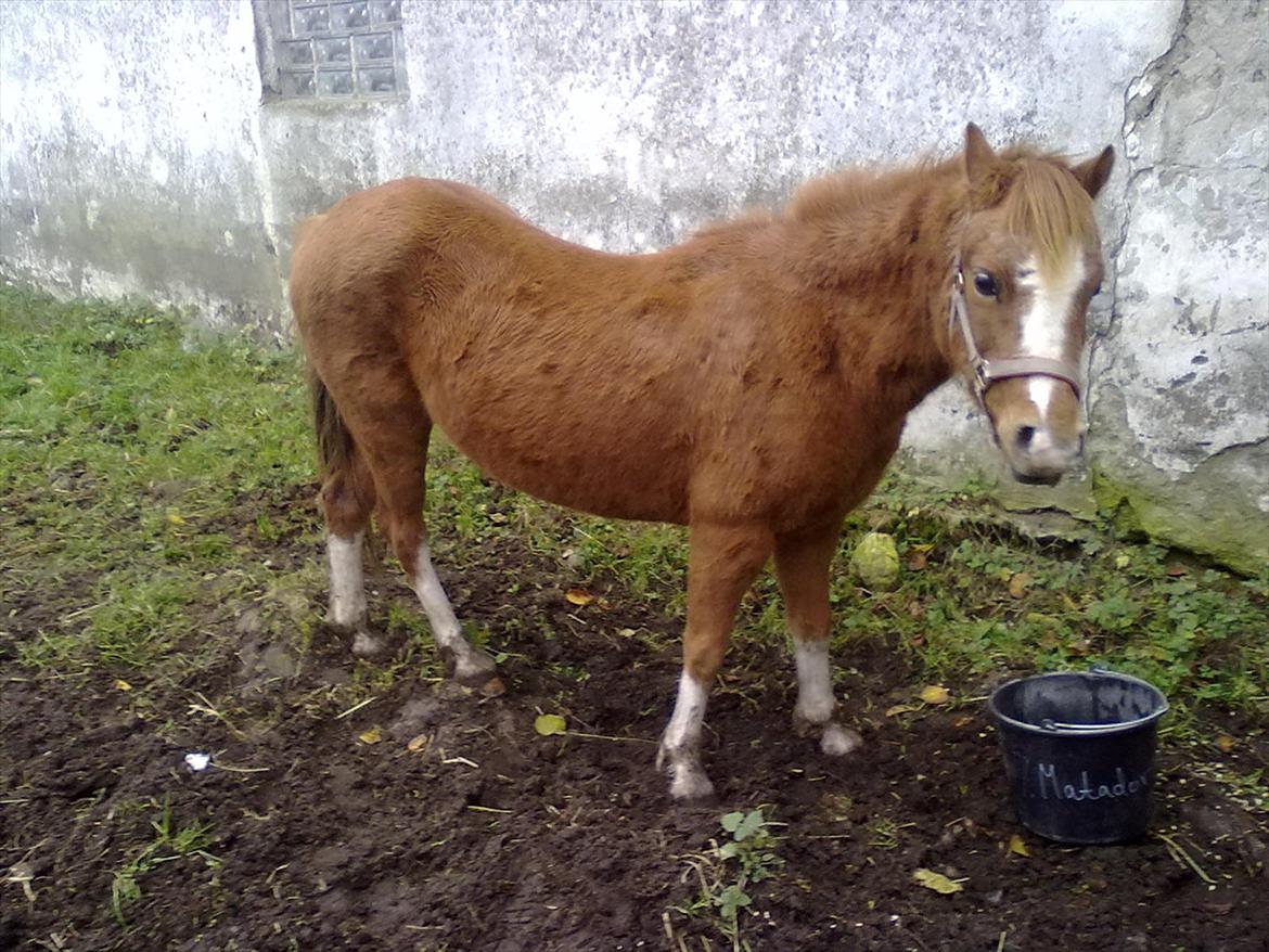 Anden særlig race Alice in Wonderland billede 14