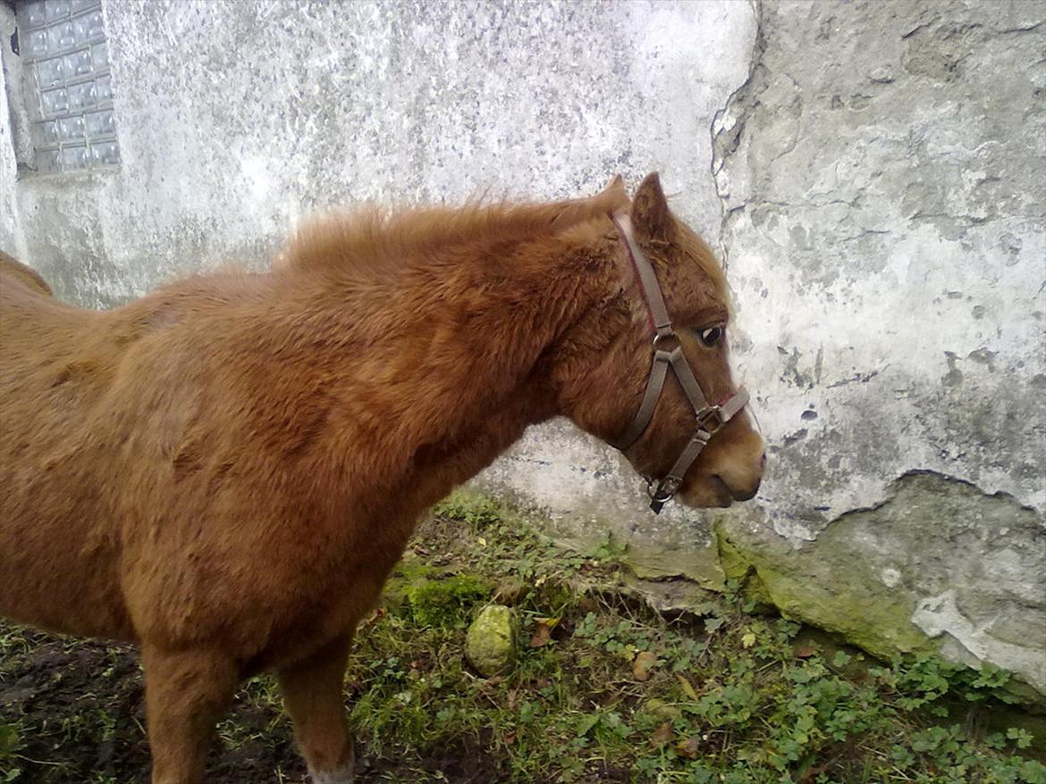 Anden særlig race Alice in Wonderland billede 15