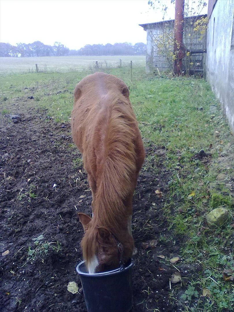 Anden særlig race Alice in Wonderland billede 16