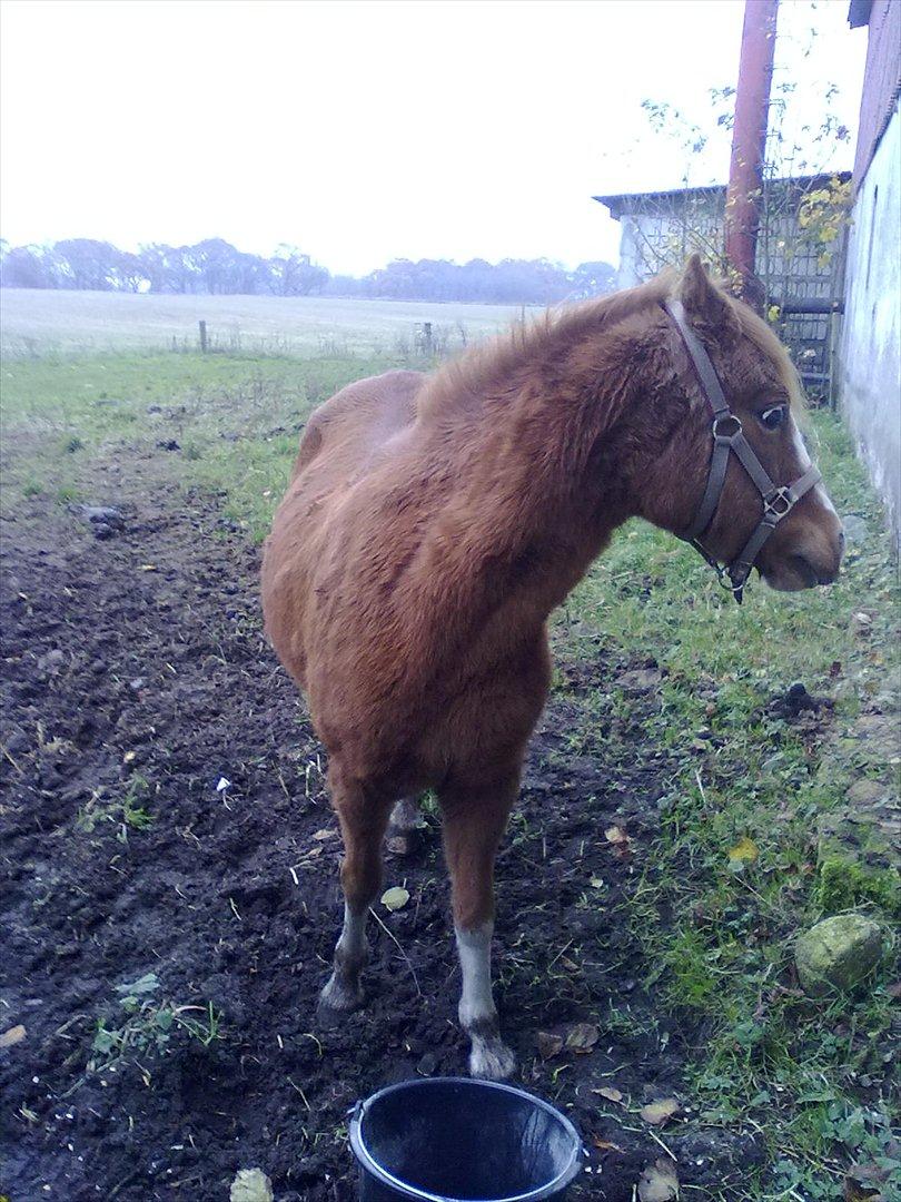 Anden særlig race Alice in Wonderland billede 17