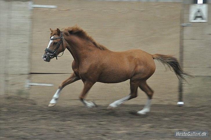 Anden særlig race Alice in Wonderland billede 7