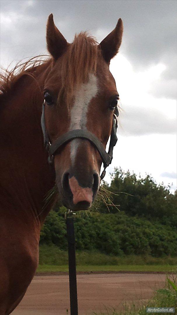 Anden særlig race Alice in Wonderland billede 10