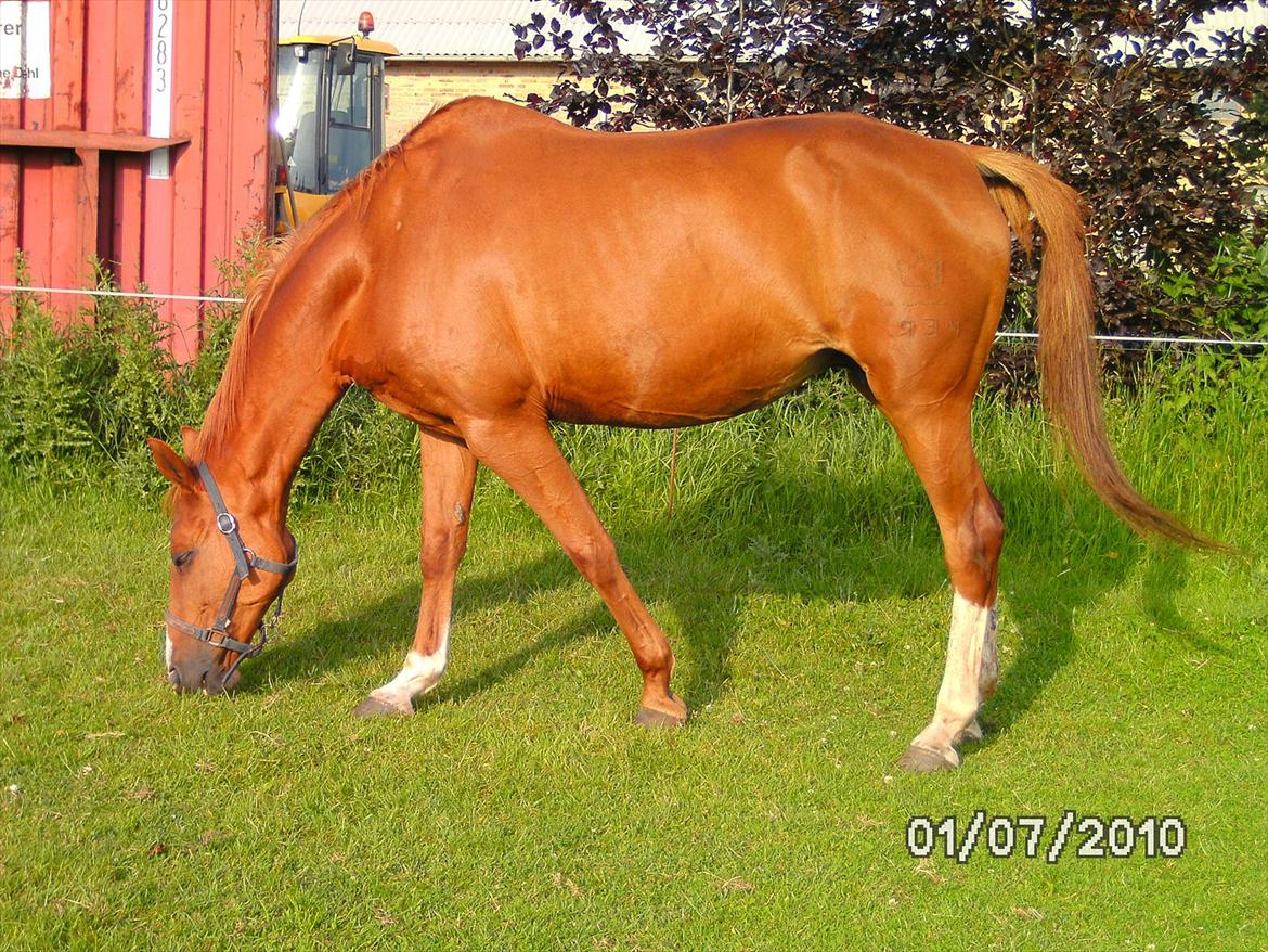 Dansk Varmblod  Lapaloma (solgt) billede 6