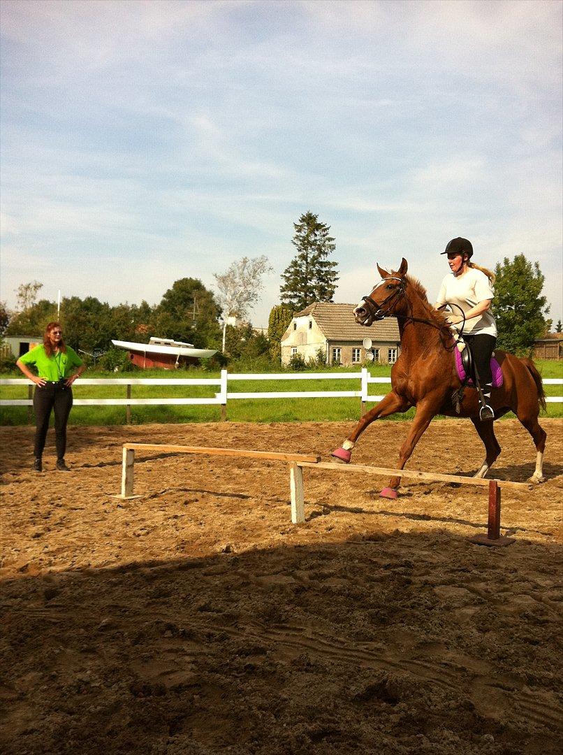 Dansk Varmblod  Lapaloma (solgt) billede 7