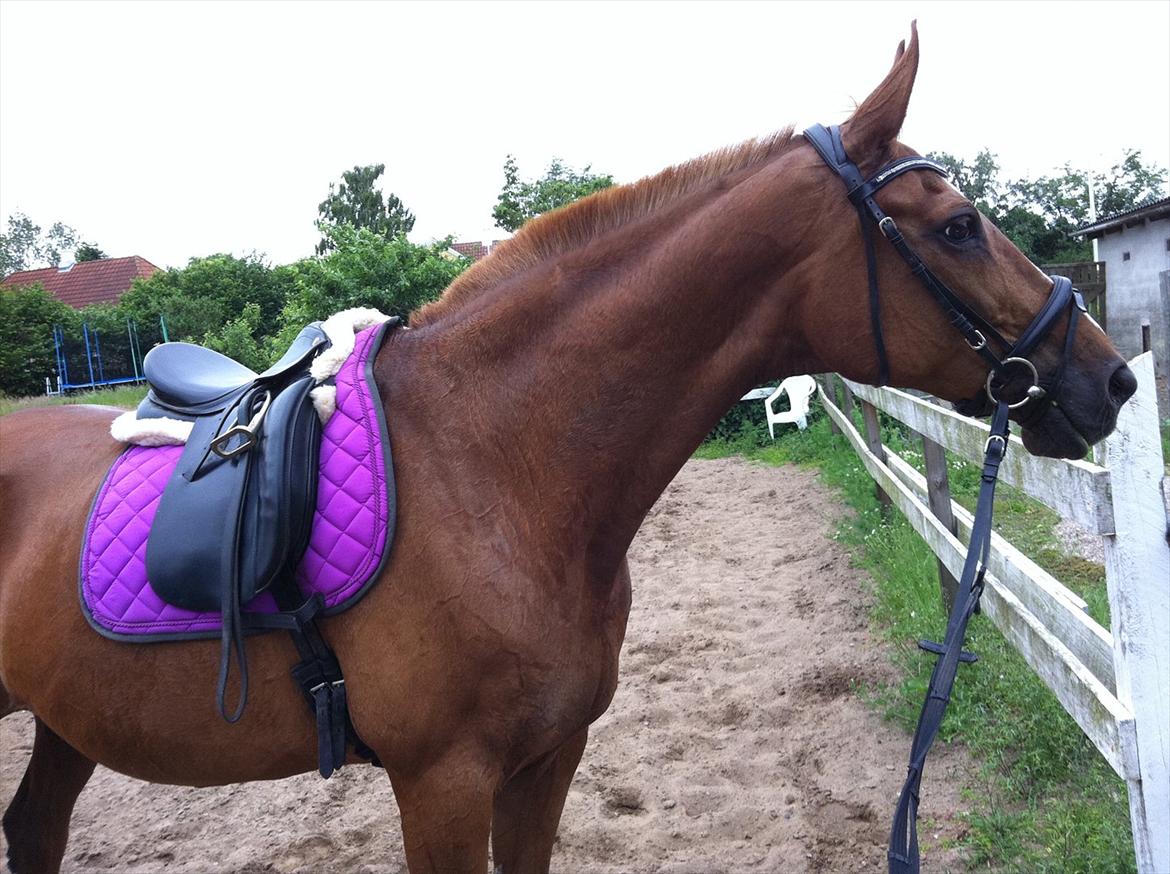 Dansk Varmblod  Lapaloma (solgt) billede 8