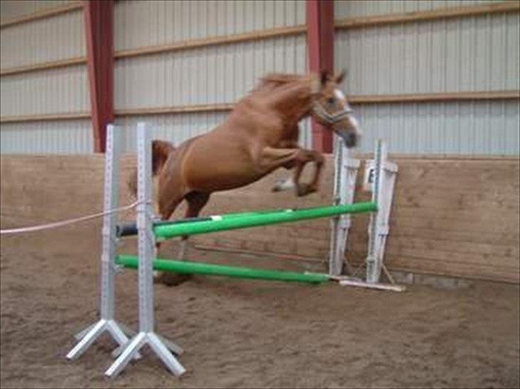 Dansk Varmblod  Lapaloma (solgt) billede 9