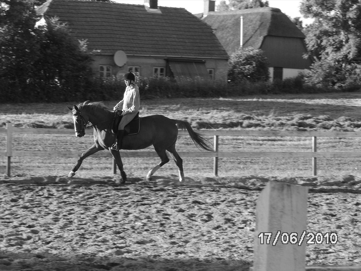 Dansk Varmblod  Lapaloma (solgt) billede 10