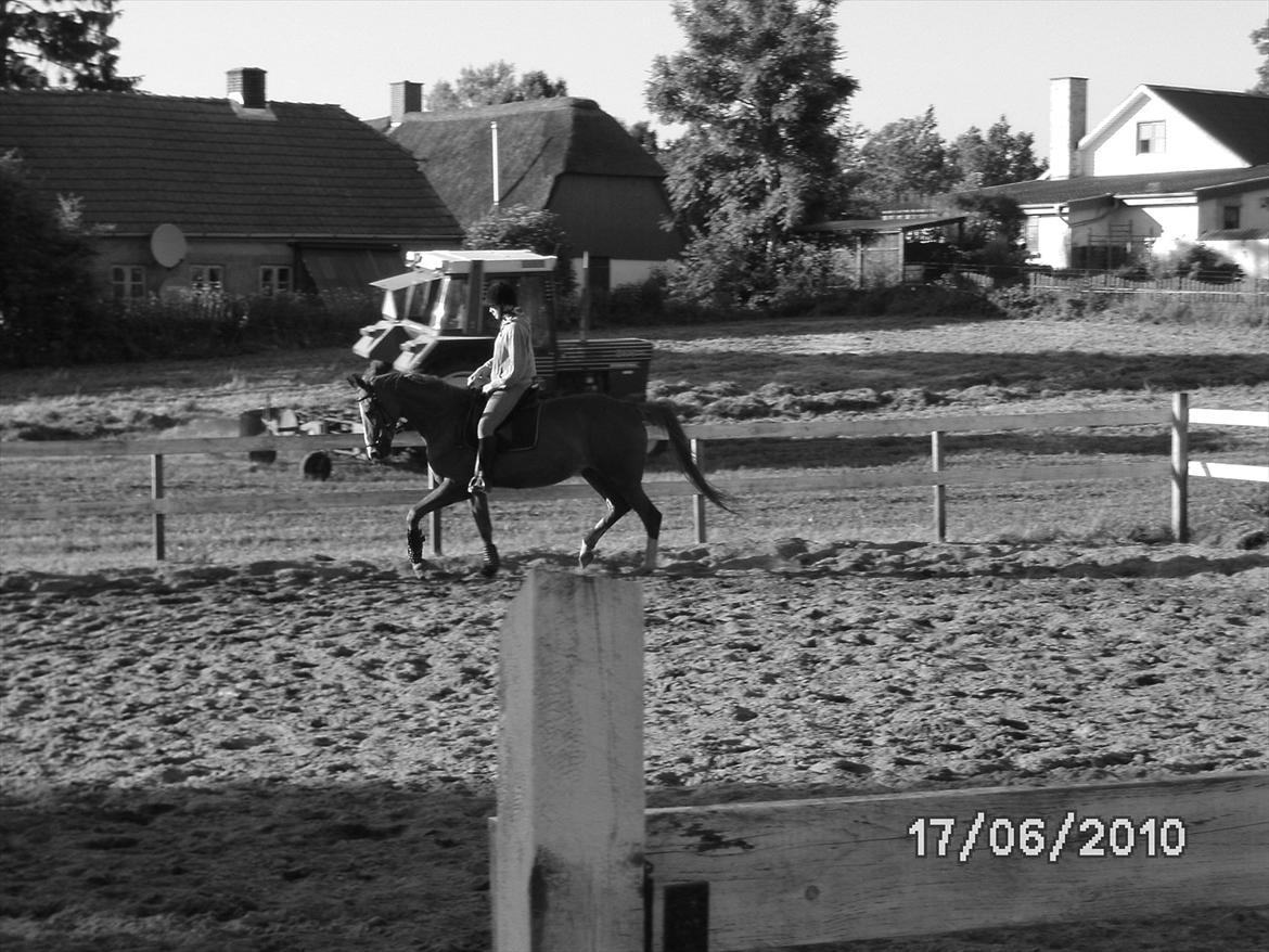 Dansk Varmblod  Lapaloma (solgt) billede 11