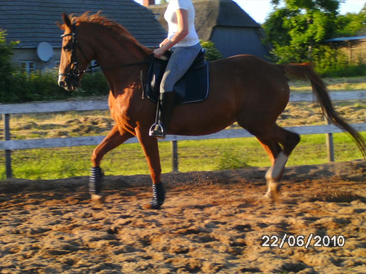 Dansk Varmblod  Lapaloma (solgt) billede 12