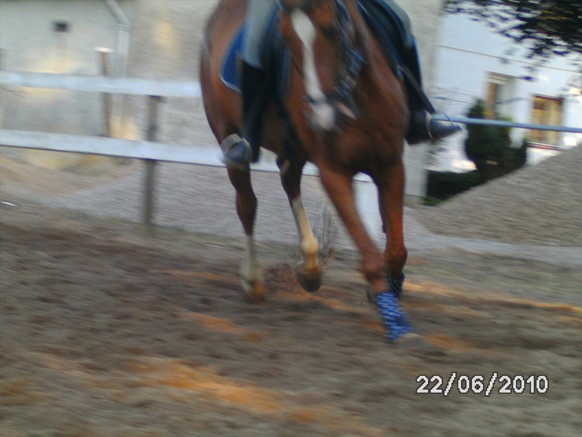 Dansk Varmblod  Lapaloma (solgt) billede 13