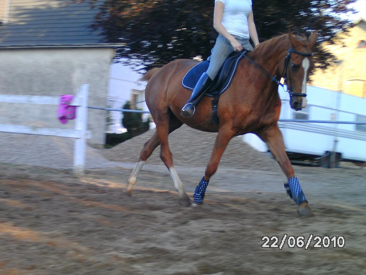 Dansk Varmblod  Lapaloma (solgt) billede 15