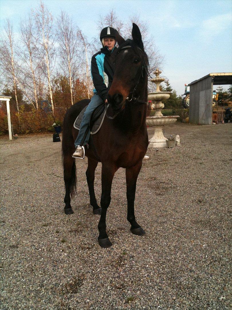 Traver Mybony Hackstable (Mille) solgt <3 billede 5