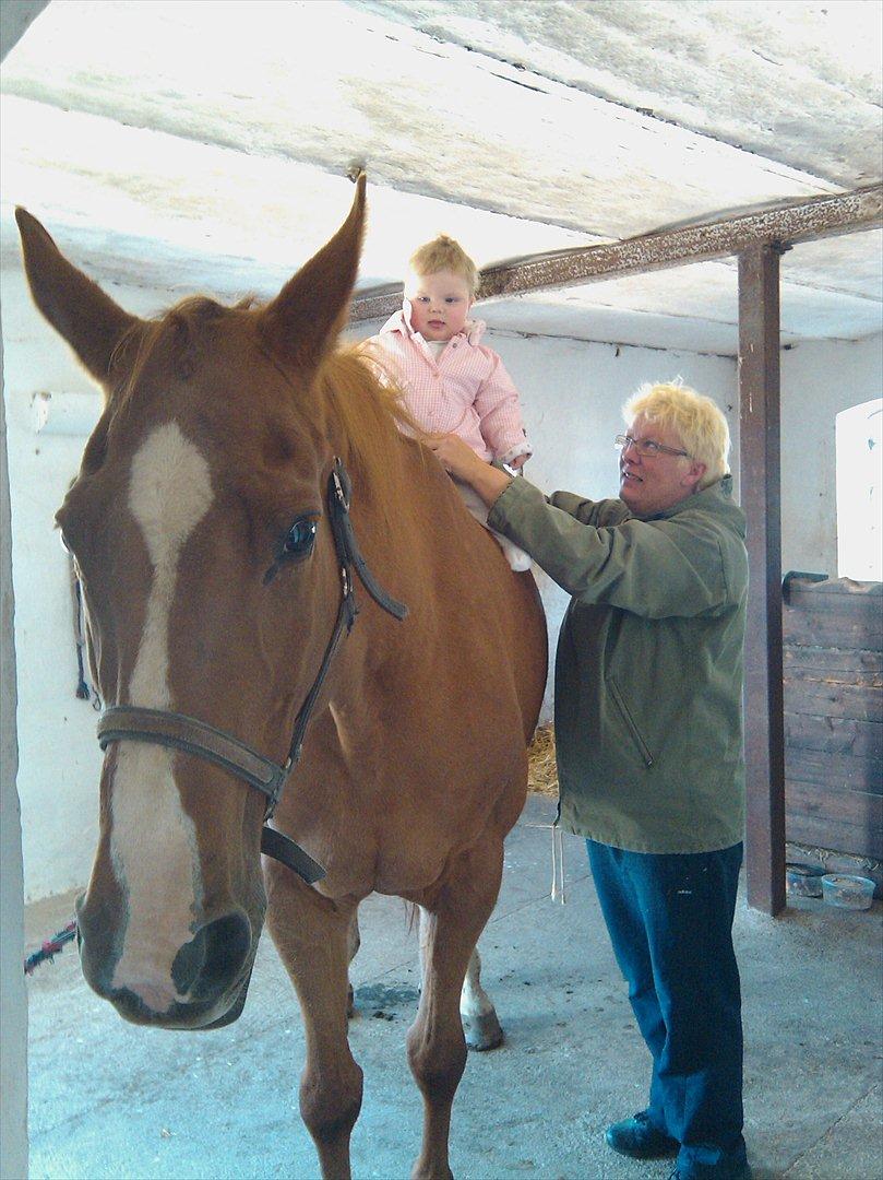 Dansk Varmblod  Lapaloma (solgt) billede 16