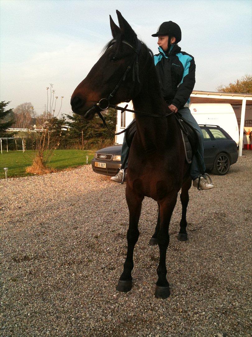 Traver Mybony Hackstable (Mille) solgt <3 billede 6