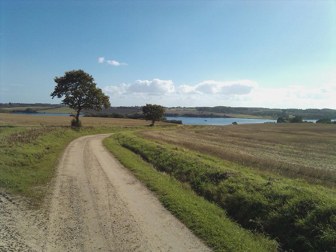 Dansk Varmblod  Lapaloma (solgt) billede 17