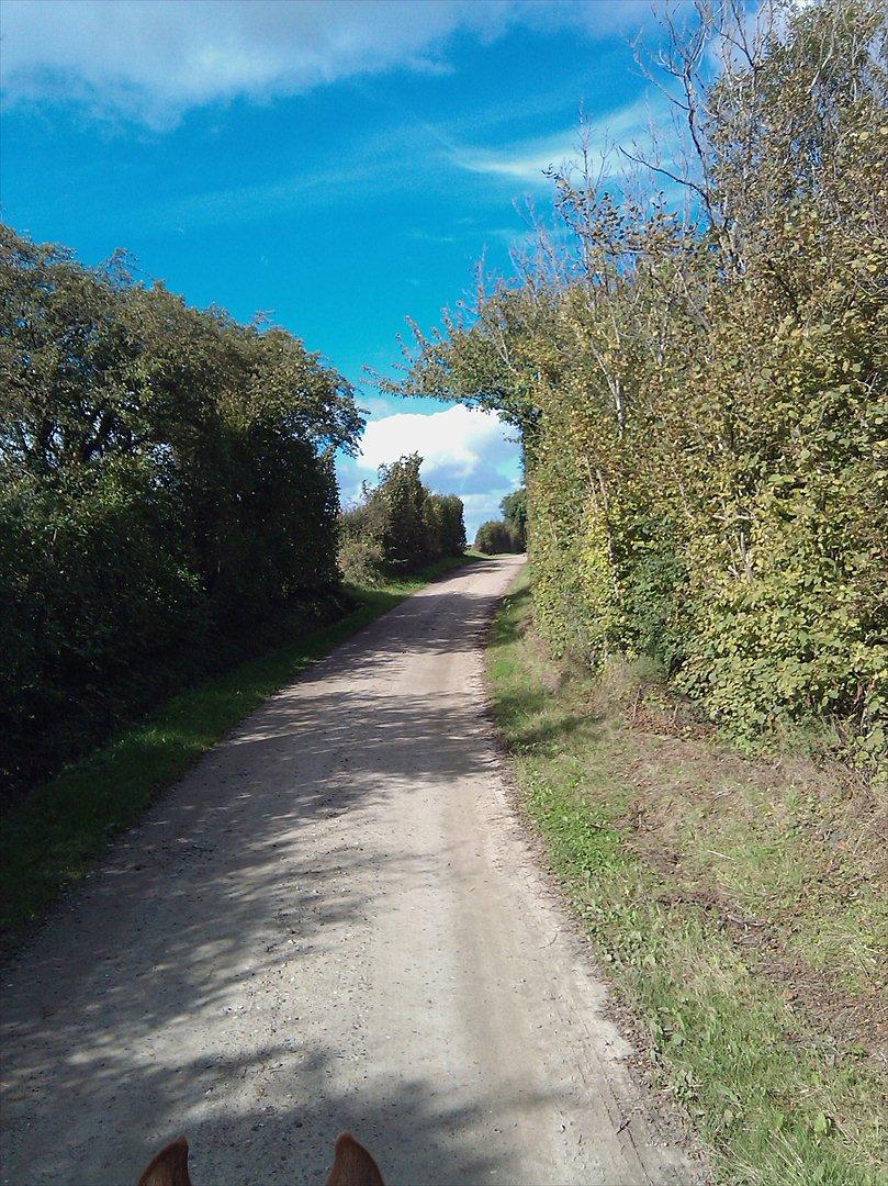 Dansk Varmblod  Lapaloma (solgt) billede 18