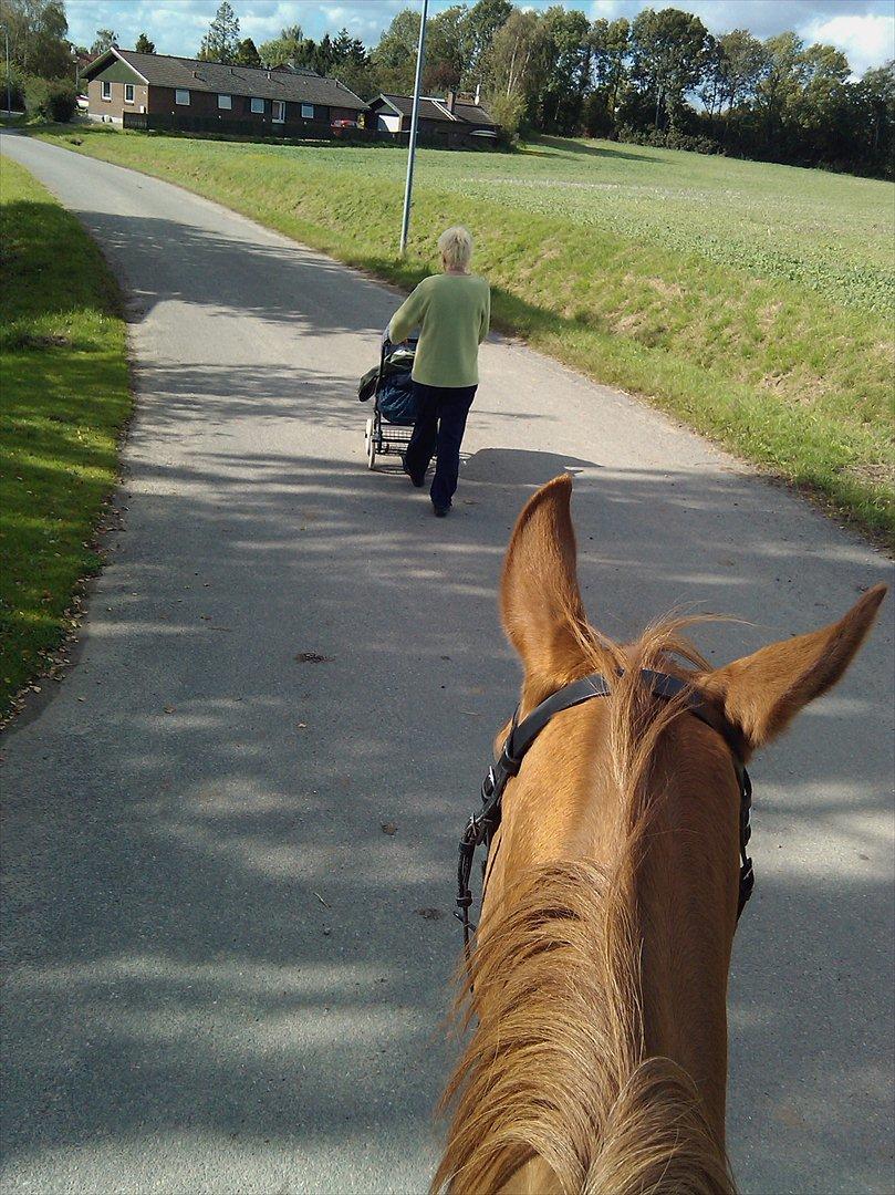 Dansk Varmblod  Lapaloma (solgt) billede 19