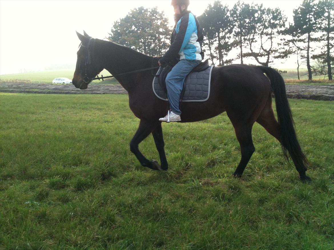 Traver Mybony Hackstable (Mille) solgt <3 billede 7