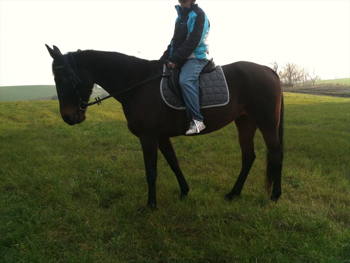 Traver Mybony Hackstable (Mille) solgt <3 billede 8