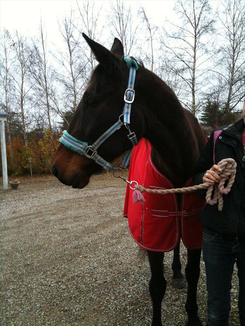 Traver Mybony Hackstable (Mille) solgt <3 billede 9