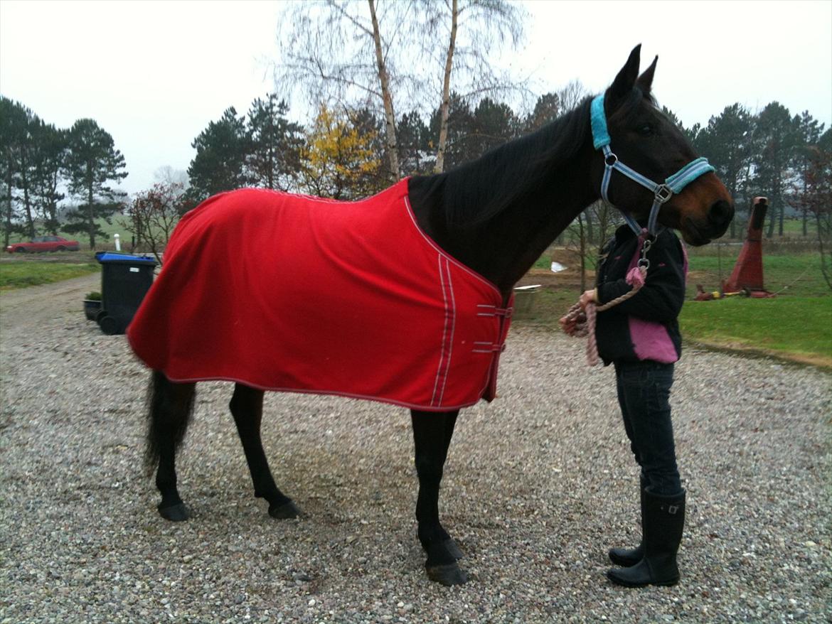 Traver Mybony Hackstable (Mille) solgt <3 billede 10