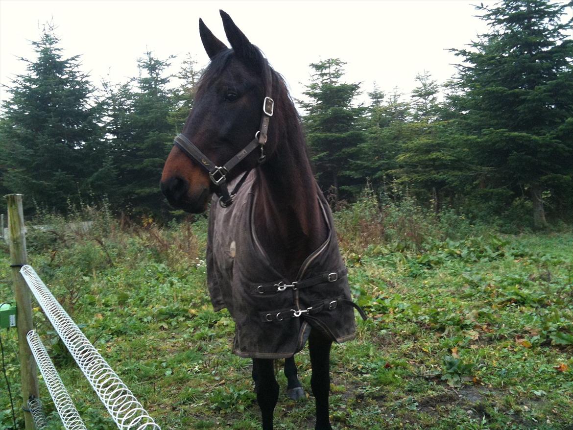 Traver Mybony Hackstable (Mille) solgt <3 billede 11