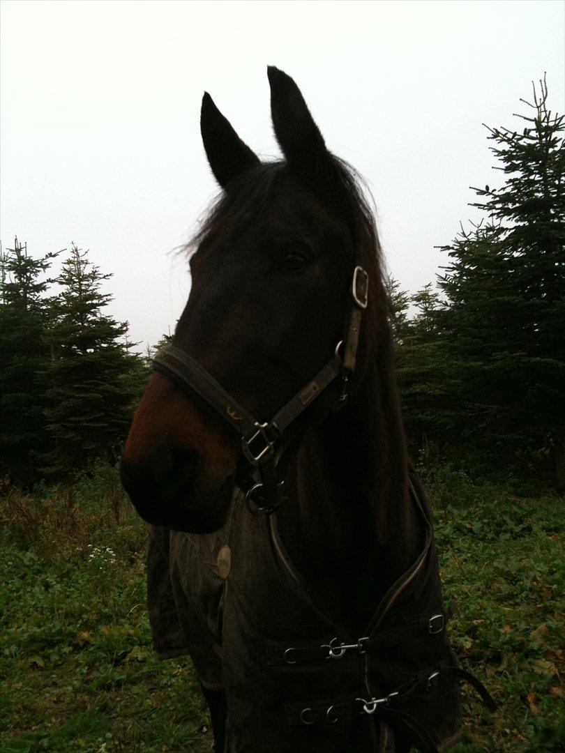 Traver Mybony Hackstable (Mille) solgt <3 billede 13