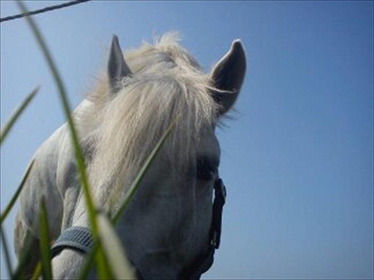 Anden særlig race lady Solgt:'( - hjemme ved "kæresten":D billede 10