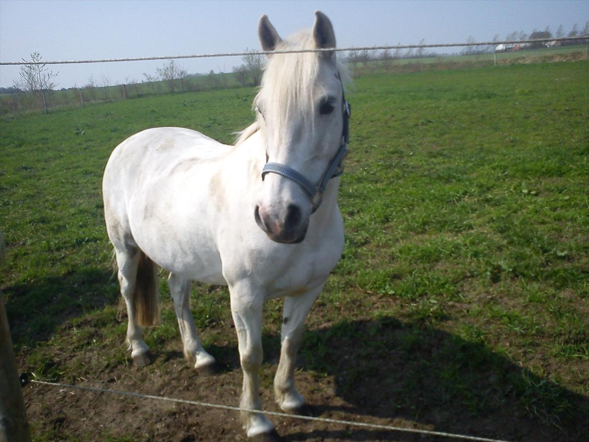 Anden særlig race lady Solgt:'( - E L SK E R D I G L A D Y ! ! ! ! ! billede 1