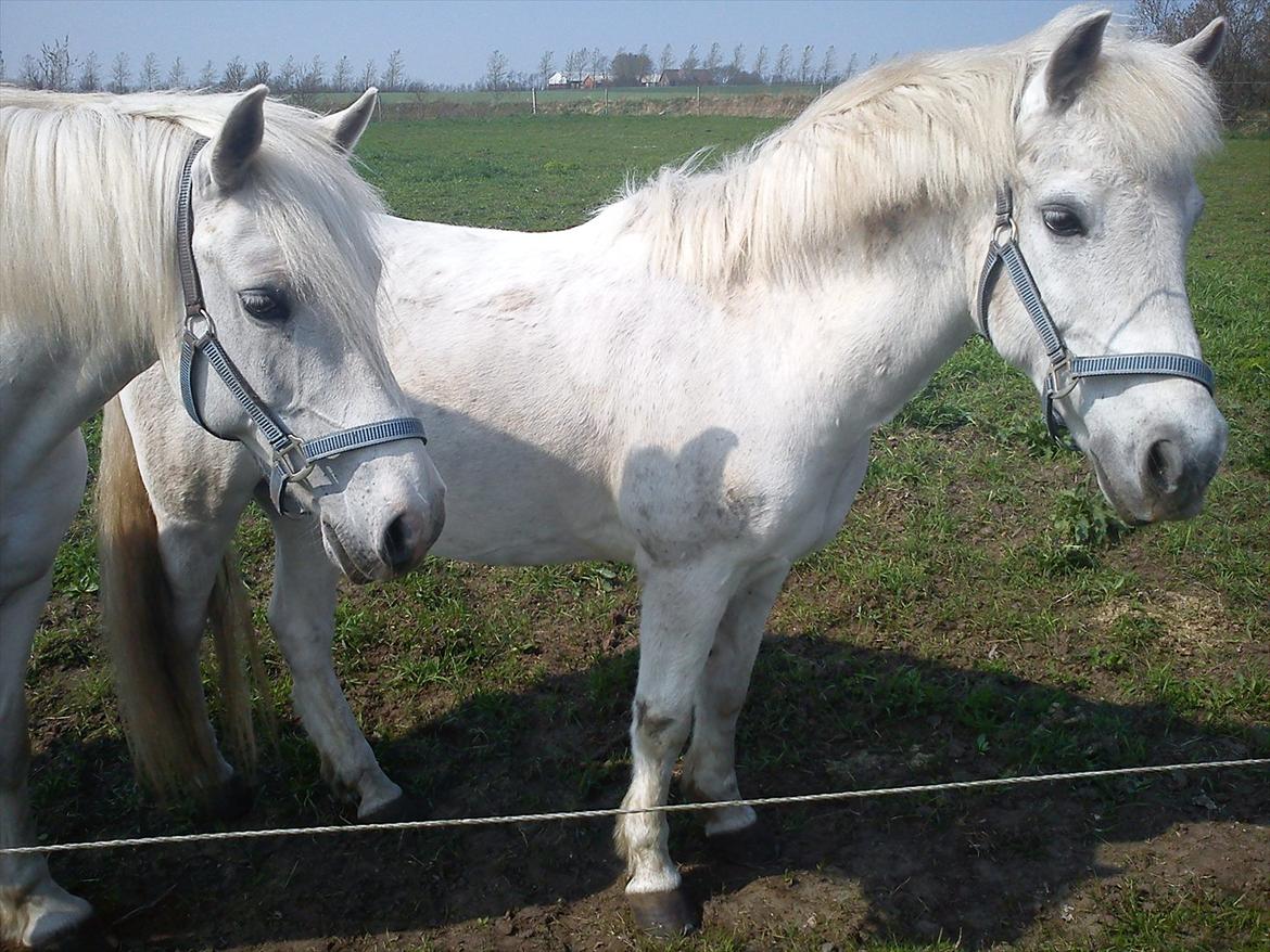 Anden særlig race lady Solgt:'( - Lady og Laban:D billede 9