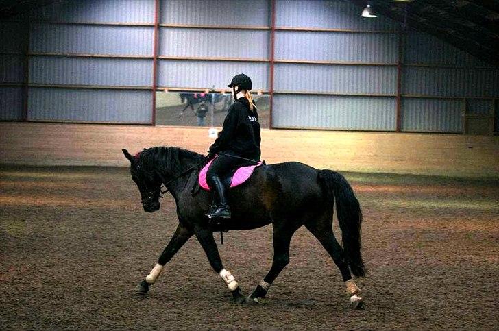 Anden særlig race Flying Maddie - Maddie på Lundby :-) billede 10