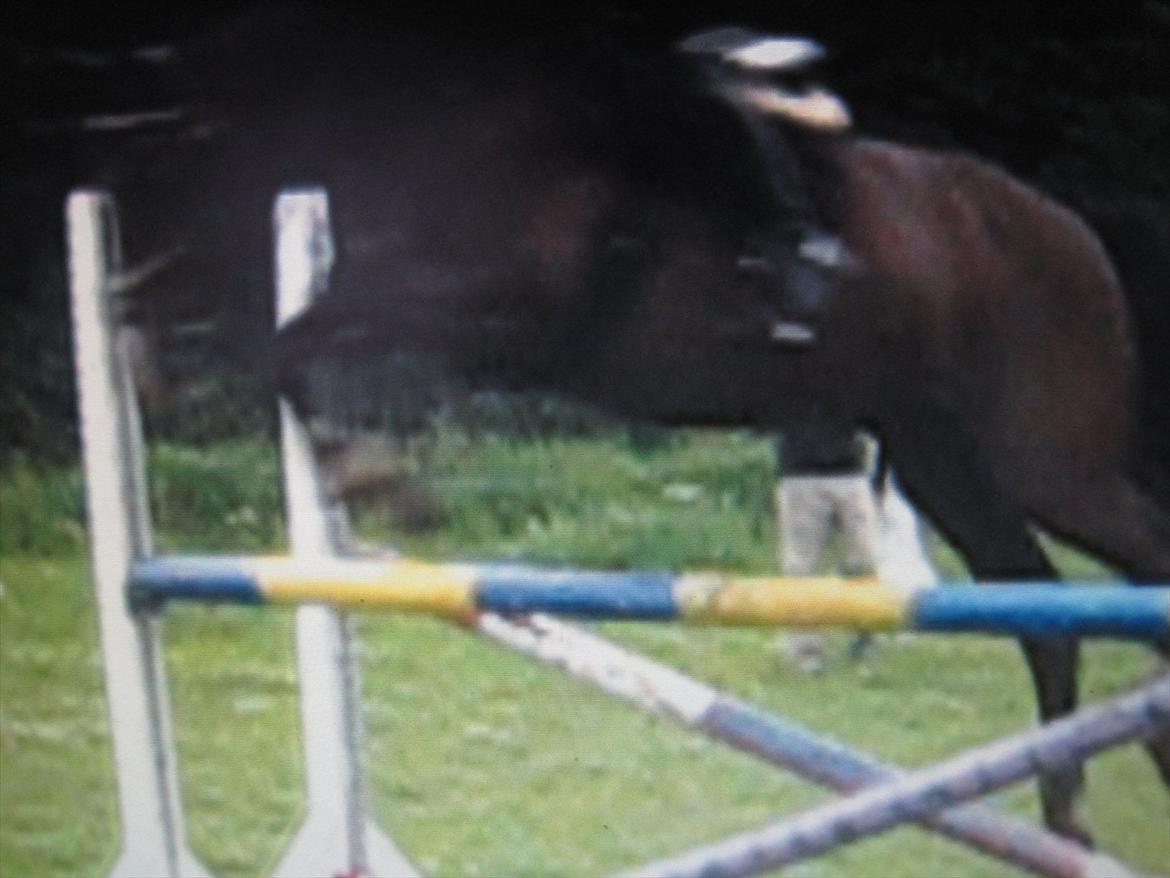 Holstener Jasmin - Undskyld billedet ikke er så godt, det er taget ud fra en video billede 17