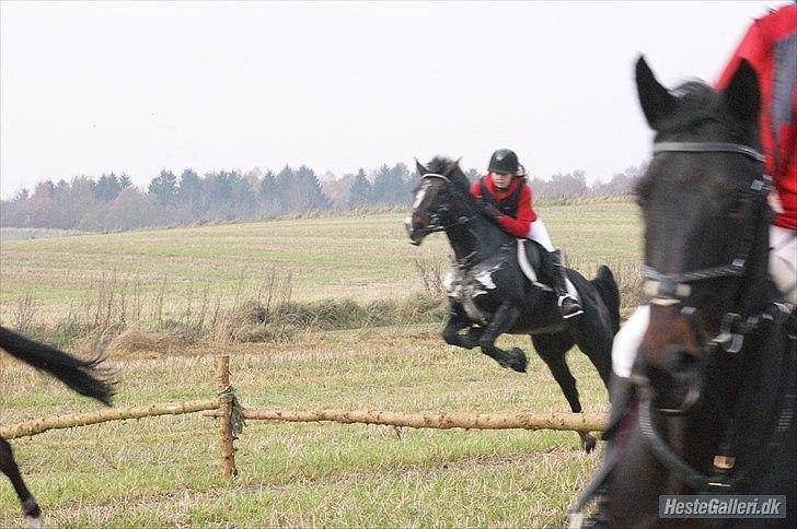 Anden særlig race Rosalin *Gl. part* - Foto: Louise H. Nielsen billede 15