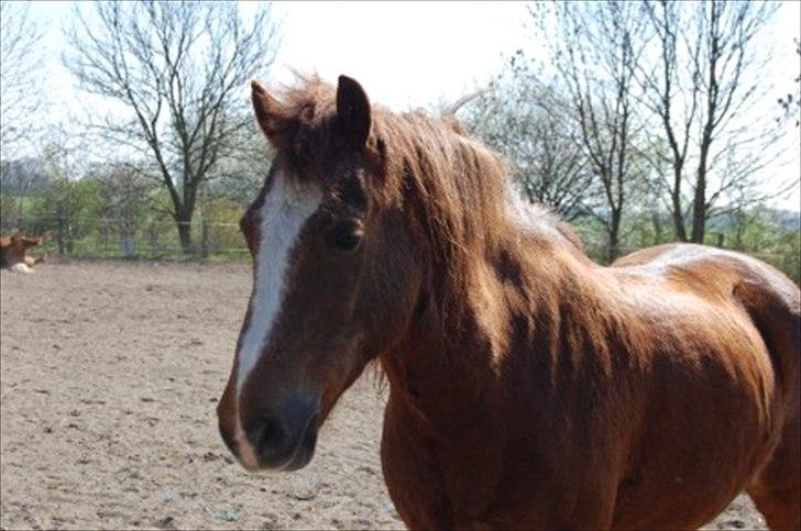 Anden særlig race Tim. <3(red :-'( ) - Tim på folden. :) <3

(Foto Lejrerideklub) billede 4